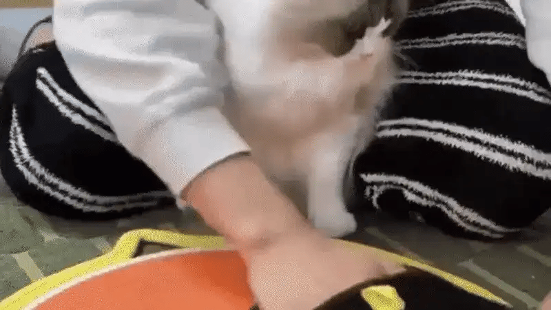 Using PawTidy™ pet hair removal glove to clean pet hair off clothes and fabric surfaces.