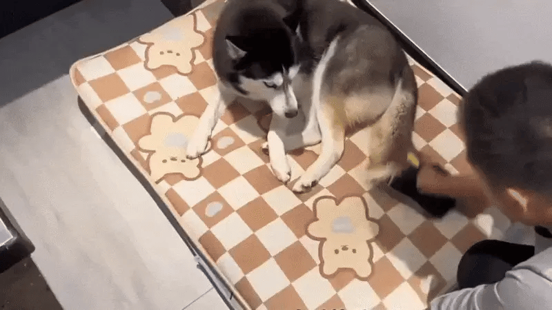 Using PawTidy™ pet hair removal glove to clean pet hair off clothes and fabric surfaces.